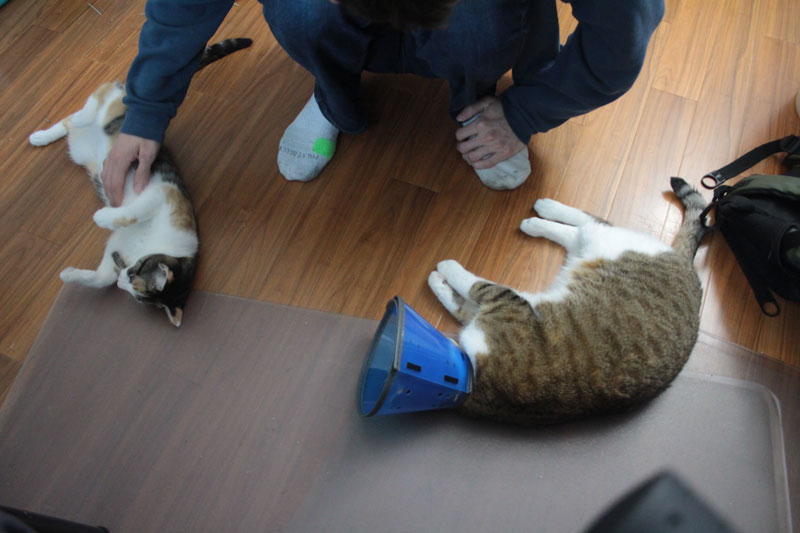 kalista-and-beau-wanting-pets