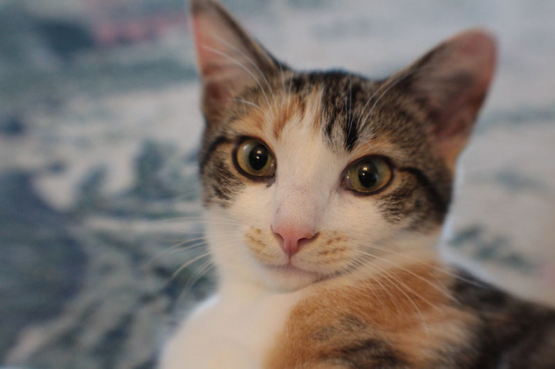 kalista-close-up