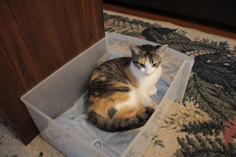 kalista-in-shelf