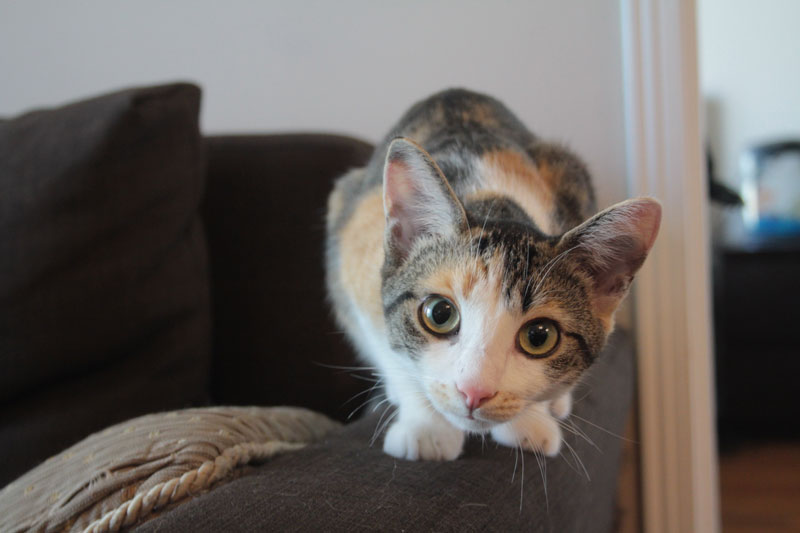 kalista-on-couch