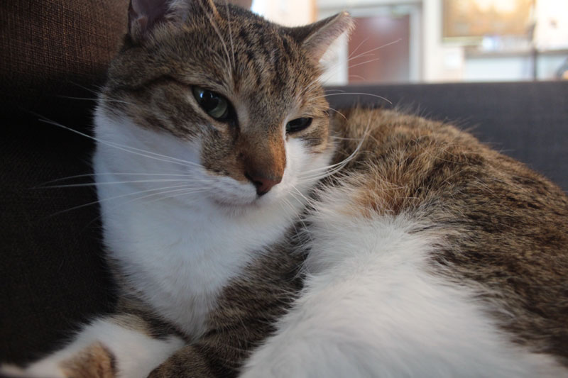beau-sitting-on-couch