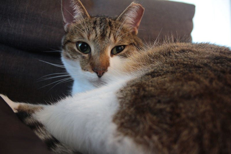 beau-sitting-on-couch-2