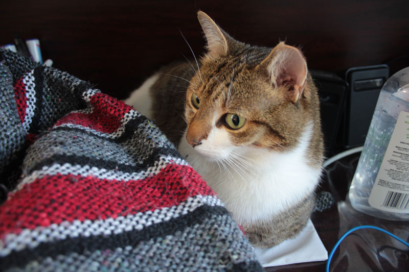 beau-sitting-on-desk