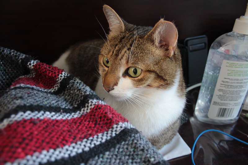 beau-sitting-on-desk-2