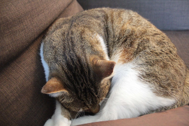 beau-sleeping-on-couch