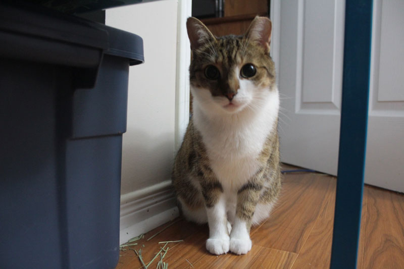 beau-under-cage-wide-eyed