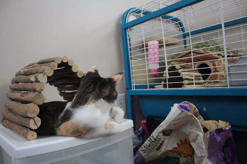 Do Chinchillas Get Along with Cats? Tips on How to Keep the Peace