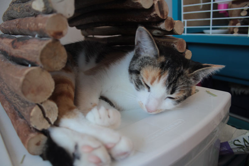 kalista-sleeping-in-hit