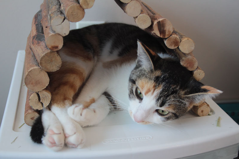 kalista-sleepin-in-hut-3