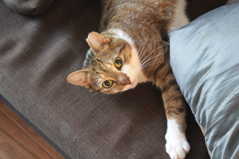 beau-lying-on-couch1