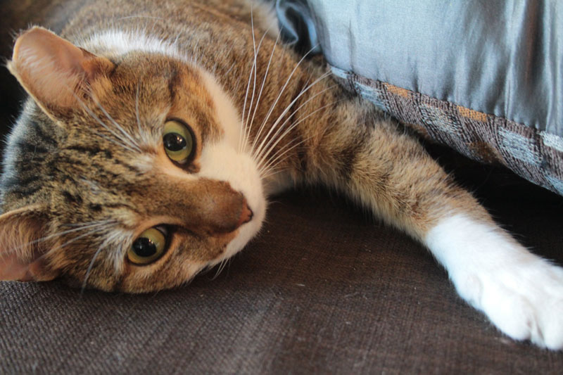 beau-lying-on-couch-2