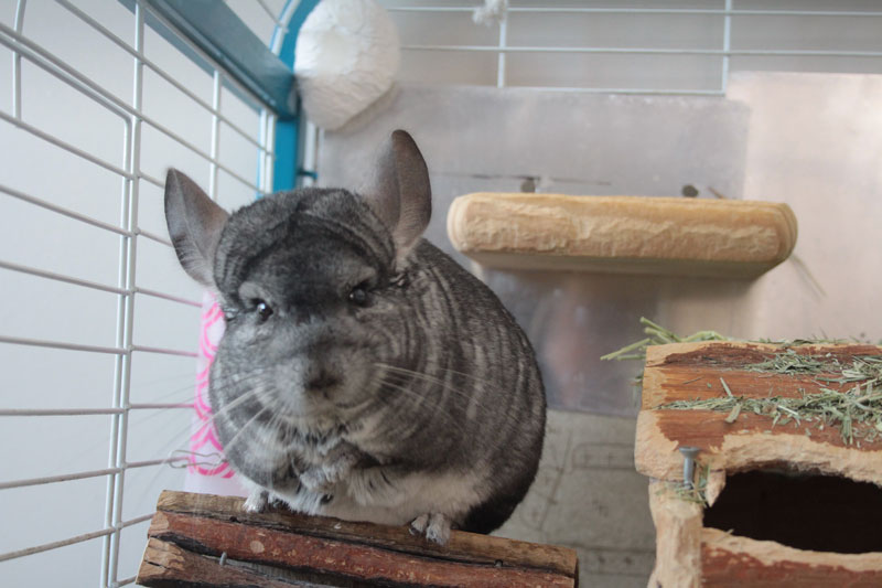 gary-in-cage-2