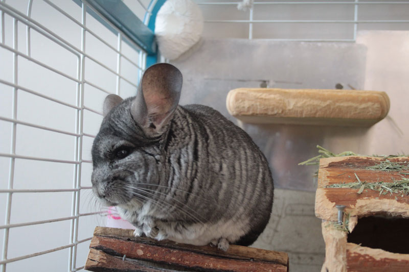 gary-in-cage-3