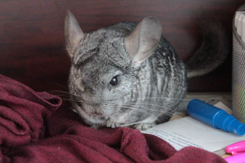 gary-on-sweater