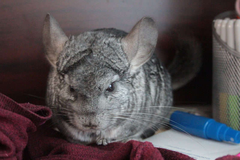 gary-on-sweater-2