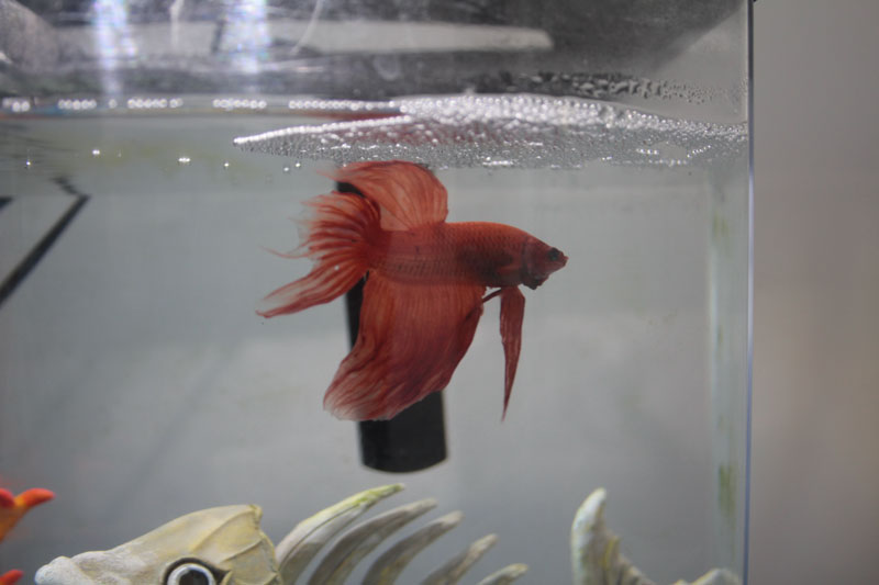 blub-betta-fish-2