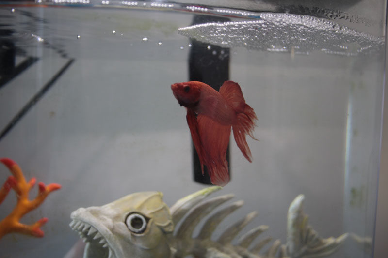 Blub is Like Clockwork (Pictures of Betta Fish & Cats)
