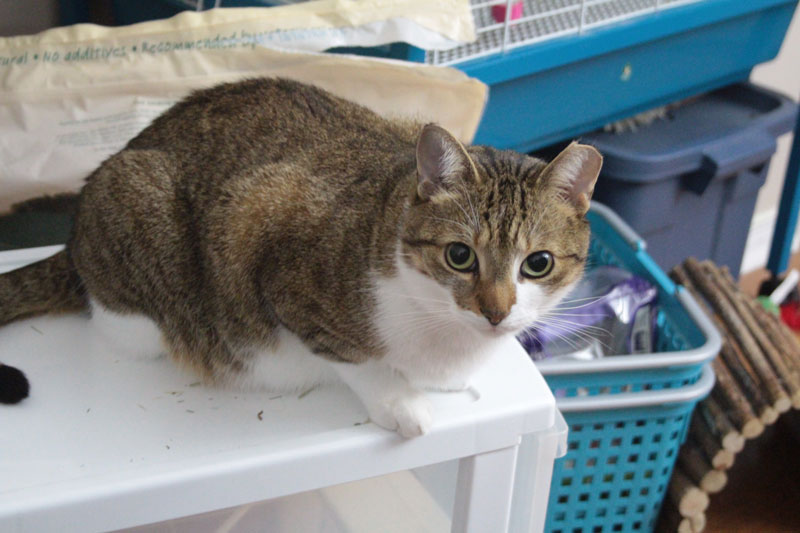 beau-sitting-on-shelf
