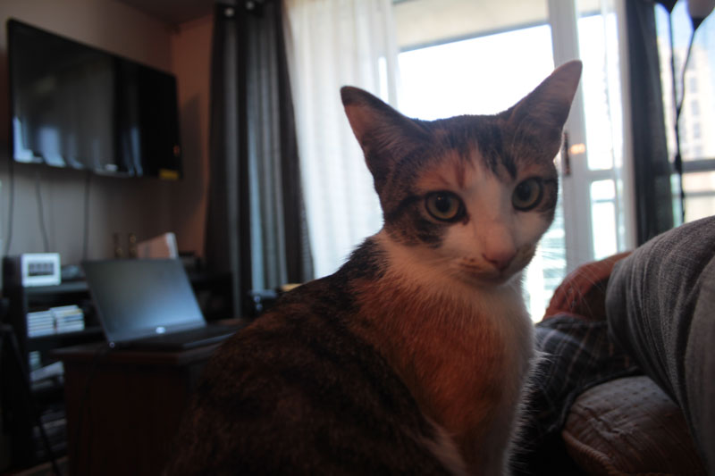 kalista-in-front-of-window