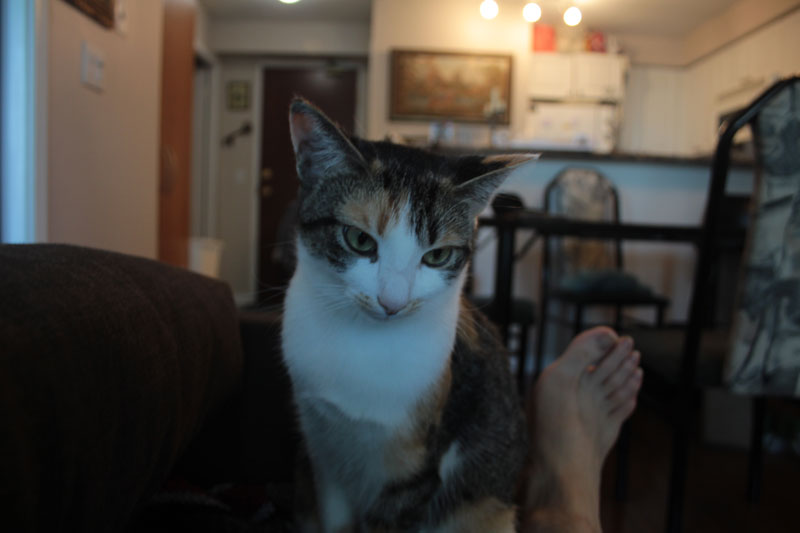 kalista-standing-on-couch
