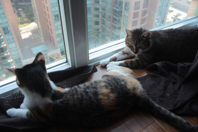 Kalista and Beau love their Cuddles! (Cat Photos & Betta Fish Photos)