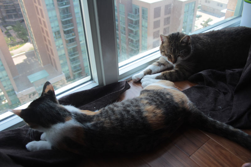 beau-and-kalista-by-window-2