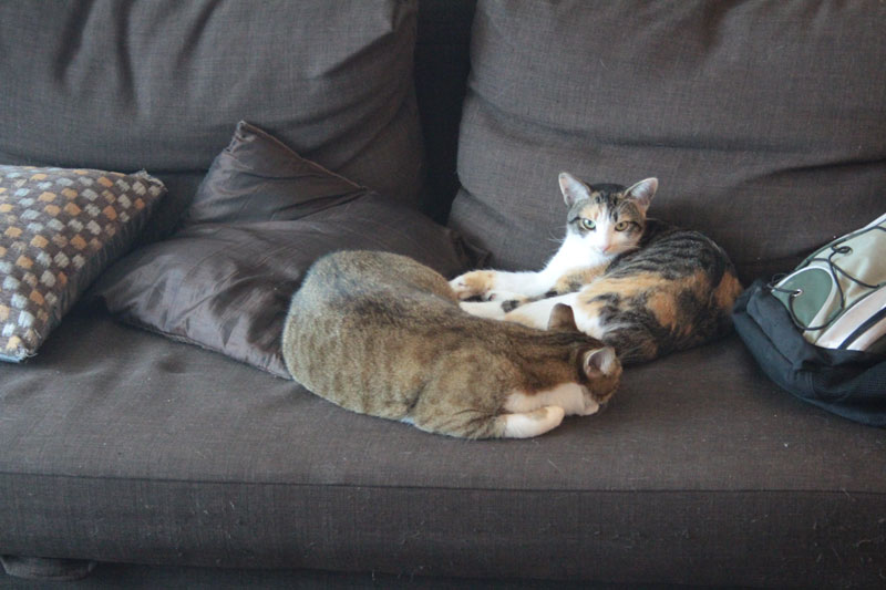beau-and-kalista-sleeping-together
