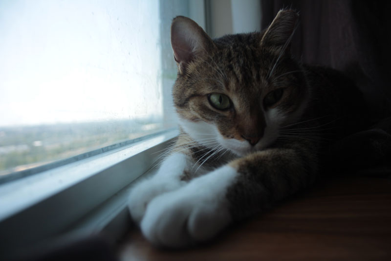beau-sitting-by-window-2