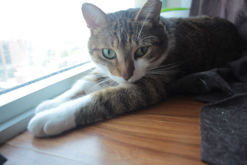 beau-sitting-by-window-3