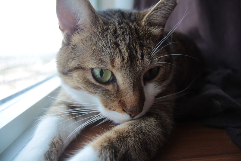beau-sitting-by-window-4