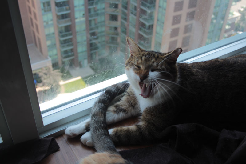 beau-yawning