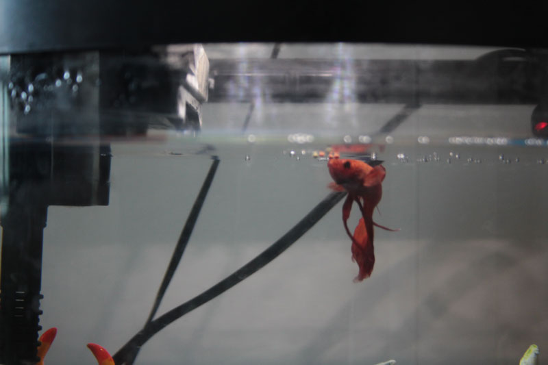 blub-eating