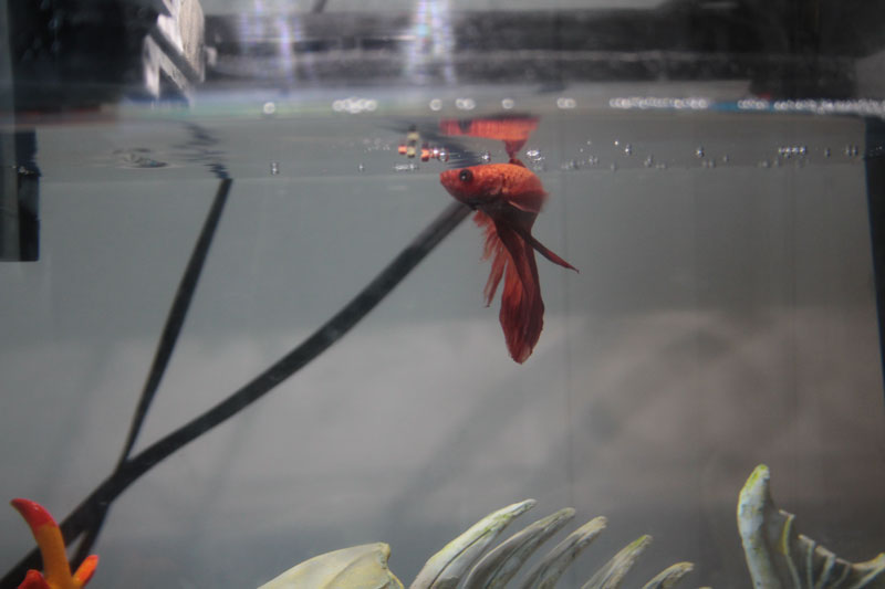 blub-eating-2