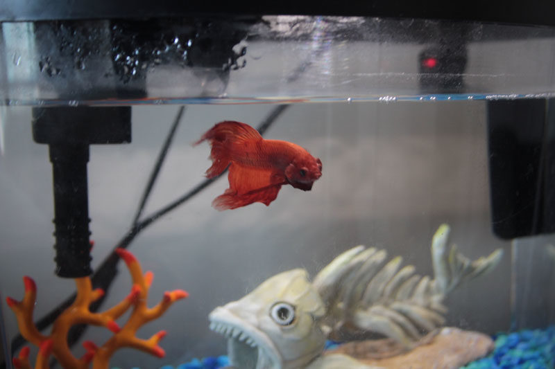 Changing up our care for Blub (Our Betta Fish)