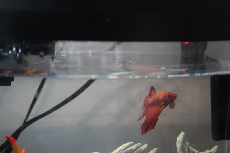 blub-swimming-2