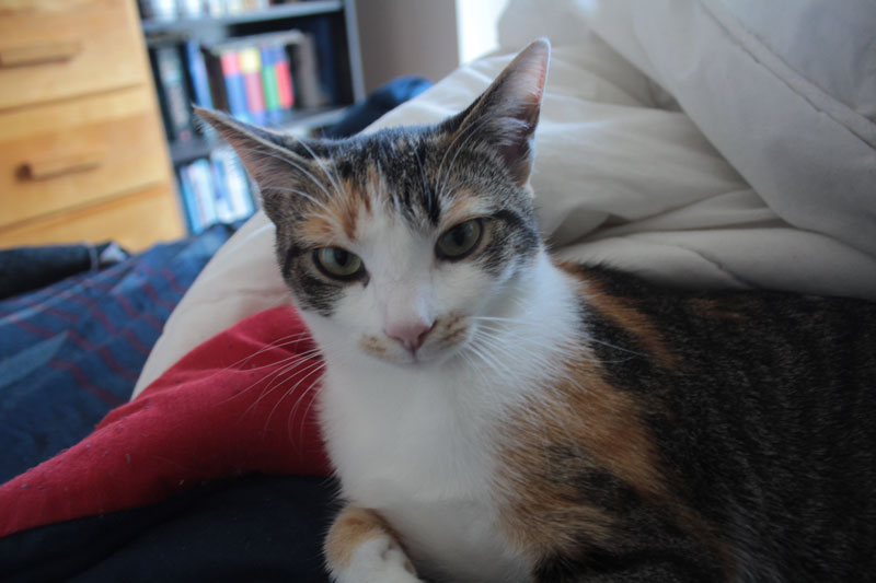 kalista-cuddling-in-bed