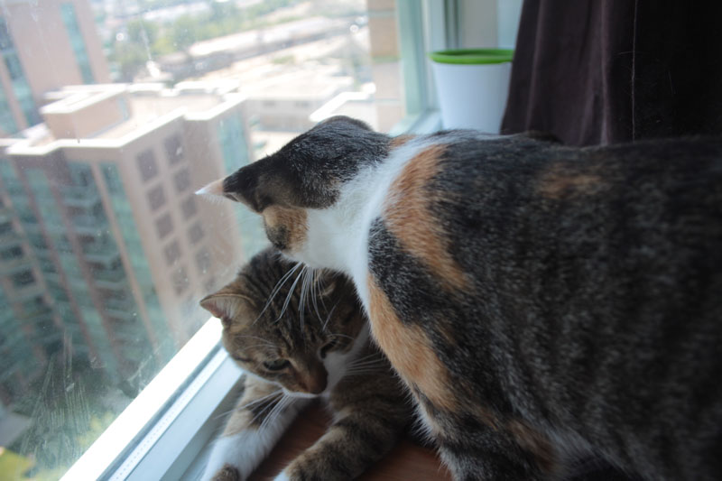 kalista-licking-beau
