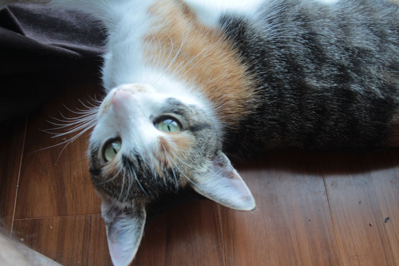 kalista-wanting-pets