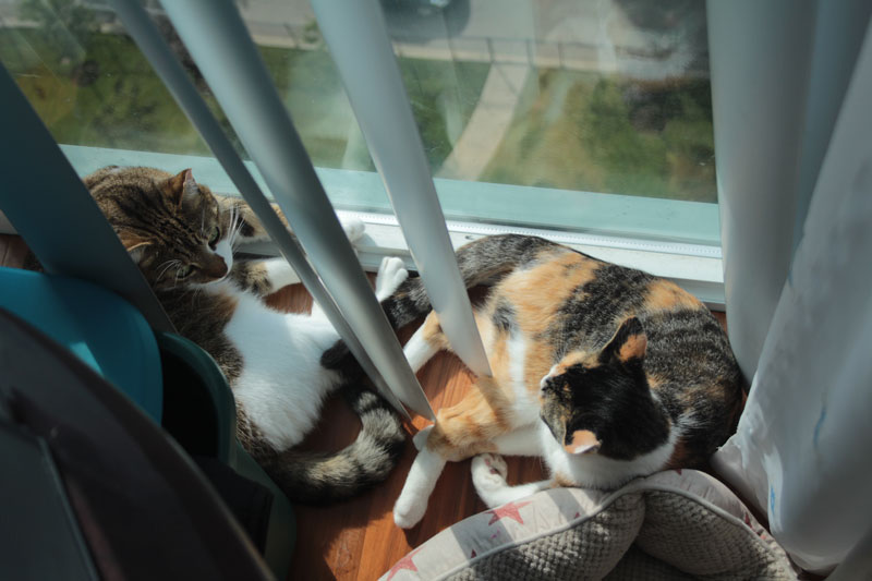 beau-and-kalista-by-window1