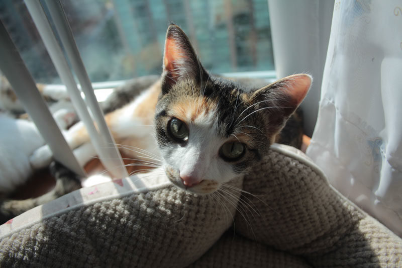 SUPAWCUTE ROUNDUP – July 2018