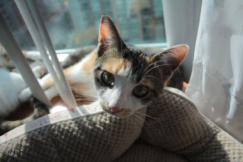 kalistas-face-by-window