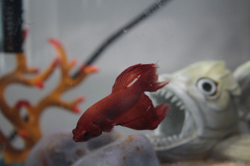 blub-clean-tank