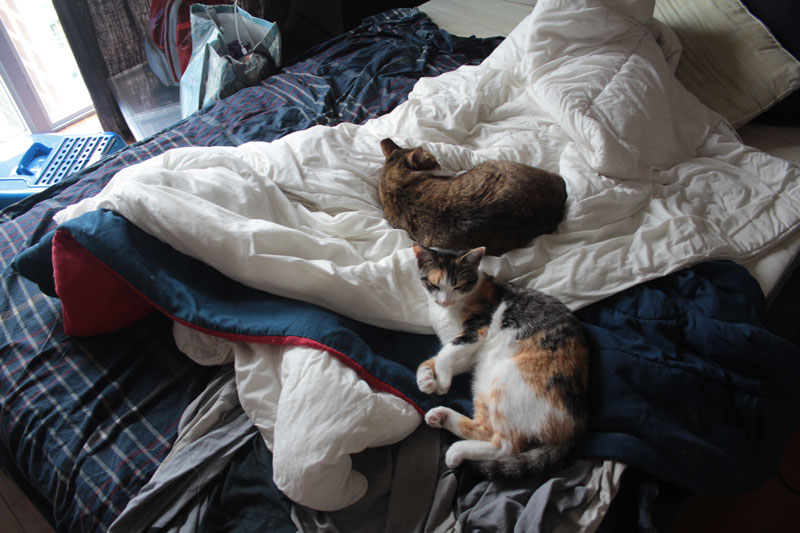 kalista-and-beau-in-bed