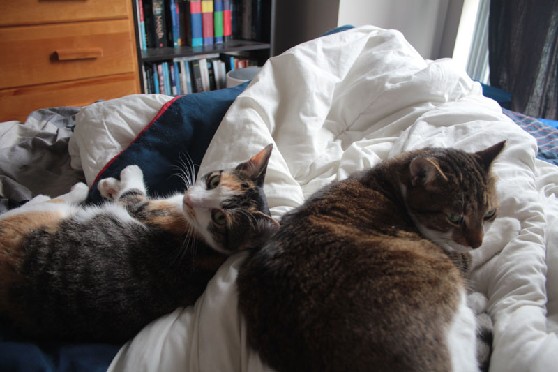 kalista-and-beau-in-bed-2