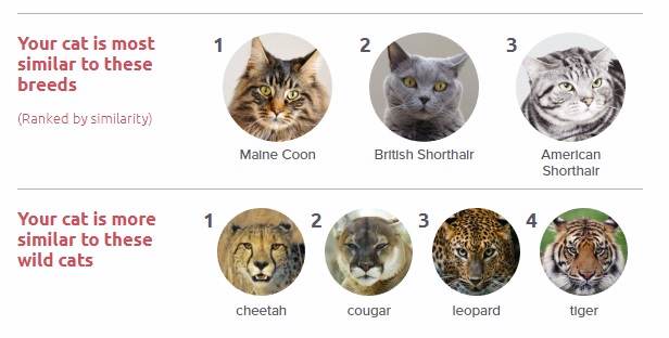 BREEDS
