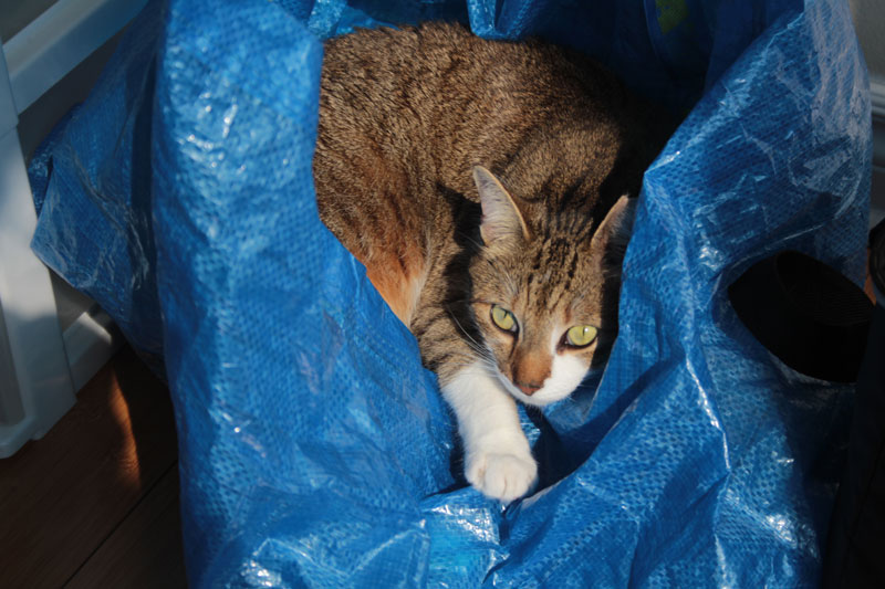 beau-in-ikea-bag