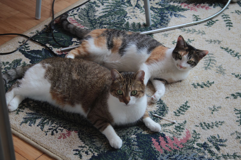 beau-sitting-with-kalista