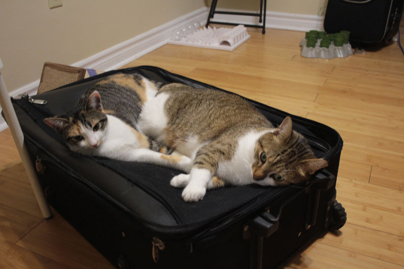 kalista-and-beau-on-suitcase