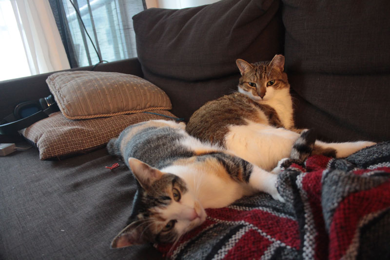 kalista-cuddling-beau