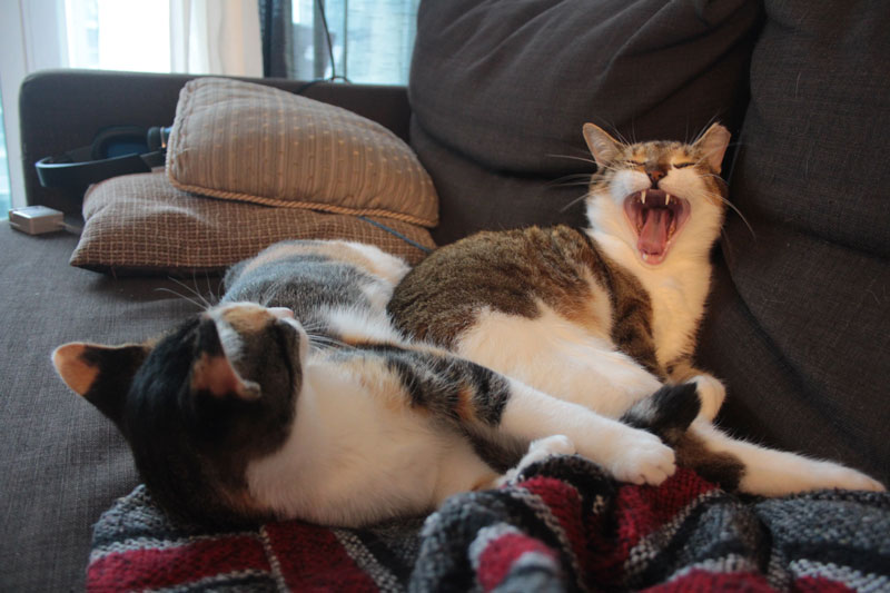 kalista-cuddling-beau-yawn